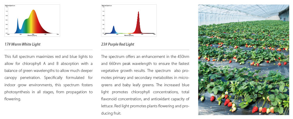 merangsang-potensi-pertumbuhan-cahaya-tumbuh-untuk-tumbuhan (1)